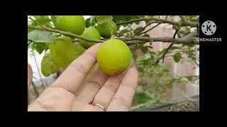 अपने टेरिस गार्डन के कंटेनर में कौन-कौन से फ्रूटिंग प्लांट बीज और कटिंग से लगाए जा सकते हैं?