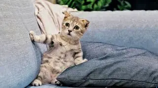 Cats Funny Video Ever 🤣 | Cats Funny Video Compilation 🐈😂 | Pets Funny moments 🤗