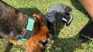 Dog Water Bottle Portable, 60 oz Dog Water Dispenser, Large Dog Travel Water Bottle Review