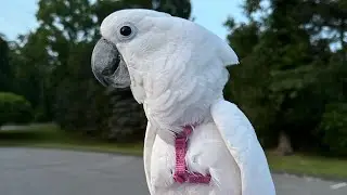 Chris yelled at some noisy geese on his walk the other night. #canadageese #cockatoo #parrot
