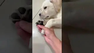 Why Dogs Have Dewclaws (The Forgotten Claw With a Real Purpose)