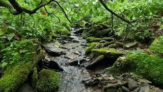 Black Forest Trail. Naval Run to Wetland Trail