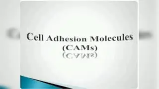 Cell Adhesion molecules