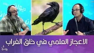 الاعجاز العلمي في خلق الغراب مع الدكتور البيطري  رياض المثني