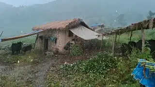Best Life in A Himalayan Shepherd’s During the Rainy Day | Most Relaxing | Village Documentary Video