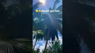 😱falling coconuts! Can be deadly, make sure not to stand underneath #shortvideo #coconut