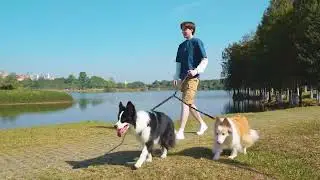 iYoShop Dual Dog Leash, Double Dog Leash, 360 Swivel No Tangle Walking Leash  pet supplies