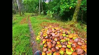 Offroad on North Nias. Sumatra