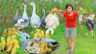 Women Help baby Goose in forest  - Cooking soup  Goose  egg for dog Eating delicious HD
