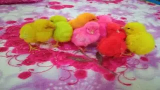 Many Coloured Chicken Baby | Coloured Chicks | colorful chicks