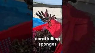 Removing coral killing sponges from our site