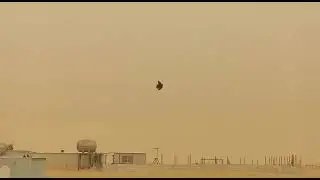 أسود المقصورة