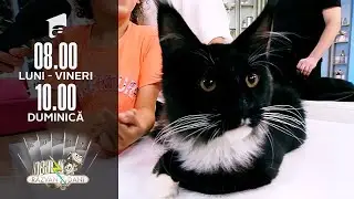 Cele mai frumoase pisici din rasa Maine Coon, în platoul de la Super Neatza | Invitați Neatza