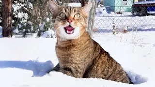 Funny Cat Meows In Deep Snow