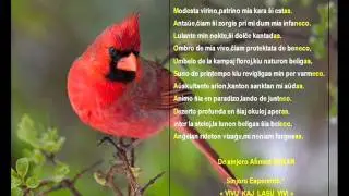Cassin's Finch.