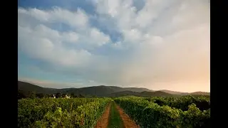 Parallel Flight: Chardonnay and Merlot