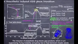 [Neuroscience - Cortical Modelling] EEG Phase Coherence