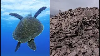EL PUERTITO DE ADEJE - Un paraíso EN PELIGRO