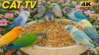 Cat TV for Cats to Watch 🕊️ Birds & Squirrels at the Bird Table 🐿️| Birds Causing Chaos for 3 Hours