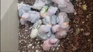 Parrot baby voice..#parrot #rawparrots #parrotvideo #parrotvoice #sunconureparrots#birds #birdslover