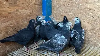 Kafesimin yeni üyeleri Orjinal Vangranberen Posta güvercinleri sahiplendim. #pigeon #güvercin