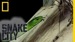Green Snake Identification | Snake City