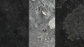 Fossilized animal foot prints in The Blue Mountains #fossil #australia #bluemountains