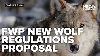 FWP proposes new wolf hunting, trapping regulations