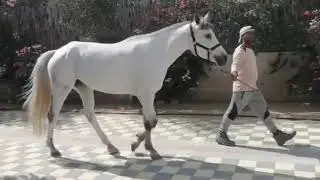 MM NAHAB (AE) 2019