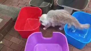 High Sided Litter Boxes: NVR Miss Litterbox NEW COLORS Arrive - Floppycats