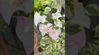 Roma variegated #bougainvillea