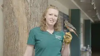 The Raptor Center Presentation 2 - Raptor Intake & Rehabilitation