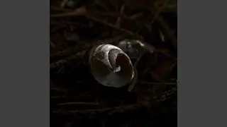 everyone leaves in the end (remastered)