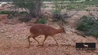 Grysbok Pair | Vaalkop