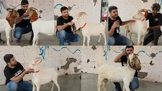 Incredible Exotic Sanean And Boer With History & Proof At S.U Exotic Jogeshwari Mumbai | Top Quality