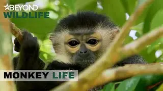S7E08 | Alison Meets Baby La La For The First Time | Monkey Life | Beyond Wildlife
