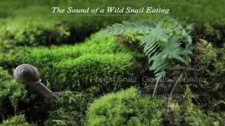 The Sound of a Wild Snail Eating/Book Trailer