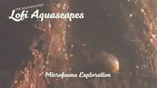 Exploring the Hidden World of Aquariums: Micro Fauna Exploration.