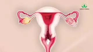 Uterus Cleaning pills green world