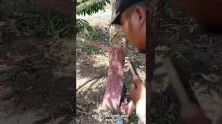 Contoh Cabang Primer Durian yang bagus