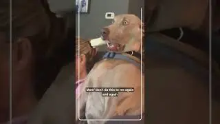 Ranking Dogs Reaction | Funny Video of Dogs