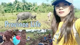 Harvesting sweet potato, farm life #countryside #farmlife #provincelife #pinoy #philippines #nature