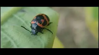 Swamp Milkweed Leaf Beetle