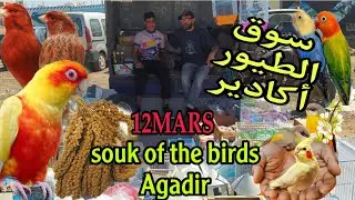 سوق الطيور أكادير ليوم الأحد 12Mars+التعرف على الاثمنة والسلع المعروضة للبيع والطفرات 🦜🐦🇲🇦