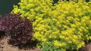 Contrasting Foliage | Garden Crossings
