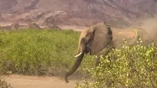 Family Elephant Conservation Volunteering in Namibia | Unforgettable Desert Adventure!