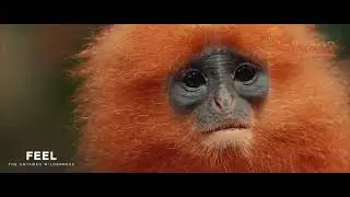 Feel Borneo. MyHoliday2 & Sabah Tourism Campaign 2025