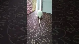 Undir mama. #animals #whiterat #rat #shorts #vegan #animallover #animalshorts #animalcute