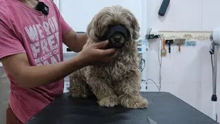 Dealing with a frighten dog - He not aggressive