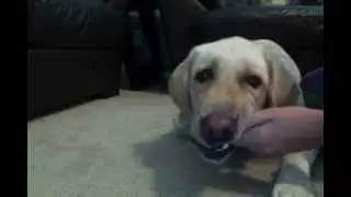 Dog Eats Rock